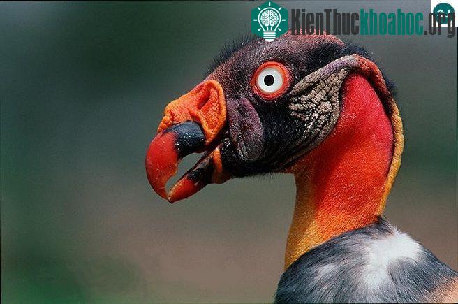 Kền kền Sarcoramphus papa.&nbsp;