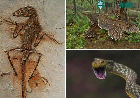 Hóa thạch loài Sinornithosaurus và loài rắn hiện đại