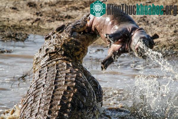 Nghiên cứu chứng minh huyền thoại cá sấu "săn mồi lúc ngủ" là có thực