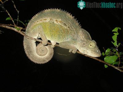 Con tắc kè Furcifer labordi đực