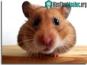 Những điều thú vị về các con vật