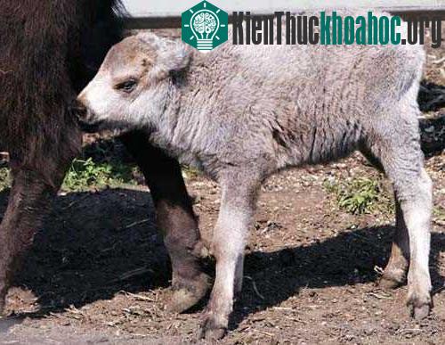 Những con vật lạ thường