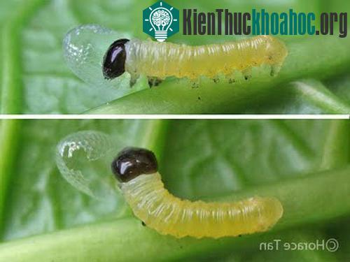 Sâu lột xác thành bướm như thế nào?- ảnh 2