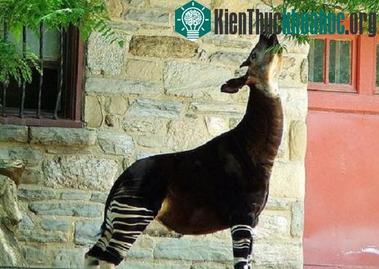 Loài Okapi ẩn hiện