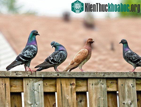 Bồ câu đưa thư tìm đường về nhà như thế nào?