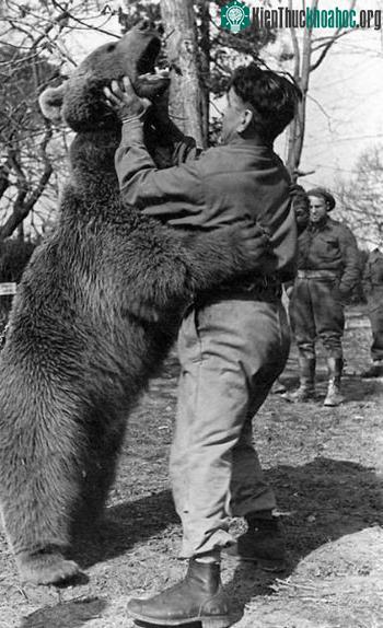Wojtek rất thích chơi trò đấu vật với các binh sĩ. (Ảnh: Bảo tàng chiến tranh Imperial).