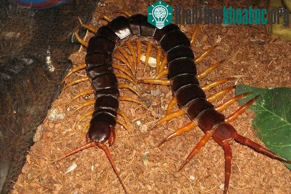 Euphoberia có cấu trúc cơ thể tương tự loài rết ngày nay ngoại trừ chiều dài cơ thể đến 1 mét và là tay săn mồi cừ khôi.