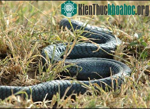 10 loài săn mồi nguy hiểm nhất ảnh 1