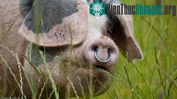 Những hiểu lầm về loài heo mà mọi người mắc phải