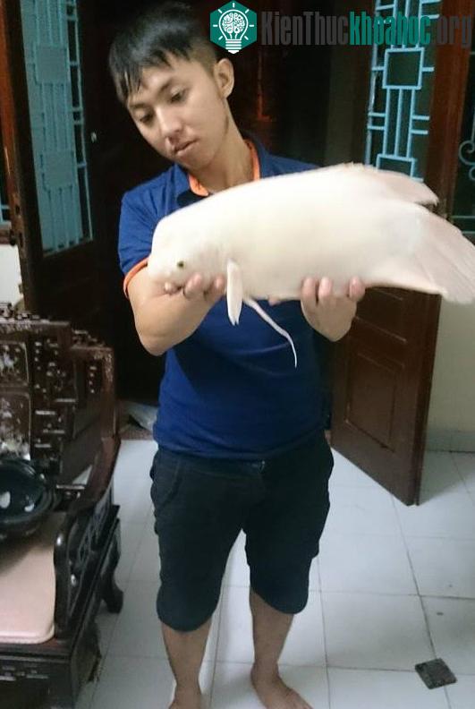 Anh Trần Lĩnh Huế (28 tuổi, ở phố Quán Thánh, quận Ba Đình, TP.Hà Nội) - người bỏ ra 500.000 đồng mua con “quái ngư”.