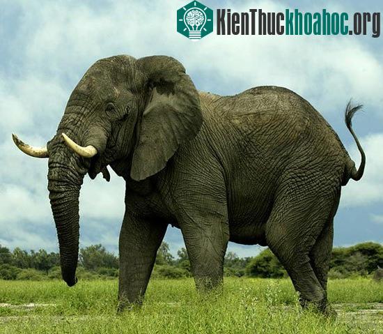Vì sao ông voi "khổng lồ" sợ chú kiến "tí hon"?
