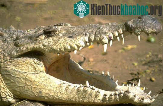 Khám phá bí ẩn về thế giới động vật ảnh 1