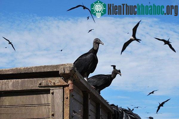 Kền kền cathartes aura có thể dùng khứu giác để kiếm mồi