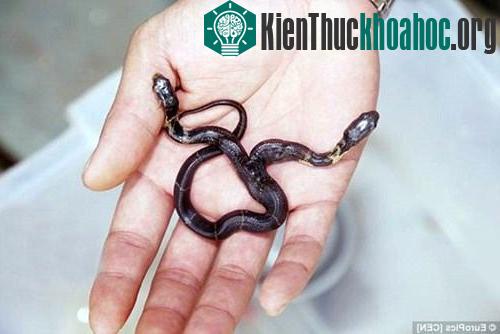 Con rắn được trao tặng cho một vườn thú ở Nam Ninh chăm sóc.