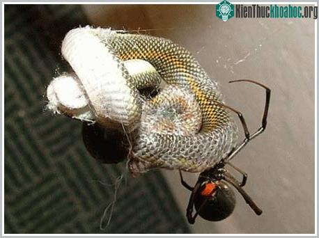 Nhện xơi tái rắn và chim