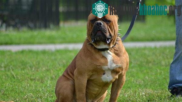 American Bandogge