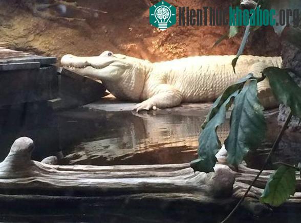 Spots mắc phải một hội chứng di truyền làm suy giảm các sắc tố da khiến nó sở hữu bộ da màu trắng bạch tạng. (Ảnh: Công viên thủy sinh Audubon).