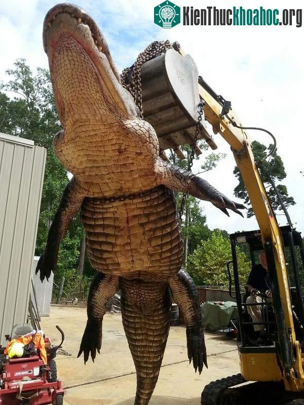 Bắt được cá sấu nặng 420 kg
