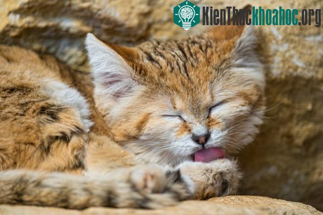 Khám phá thú vị về loài mèo duy nhất có thể sống trên sa mạc