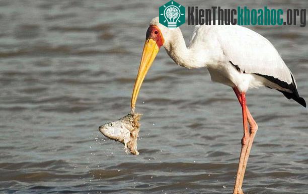 Cá sấu cướp mồi của "bạn" cò