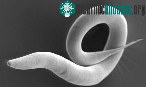 Giun C. Elegans. Ảnh: NG