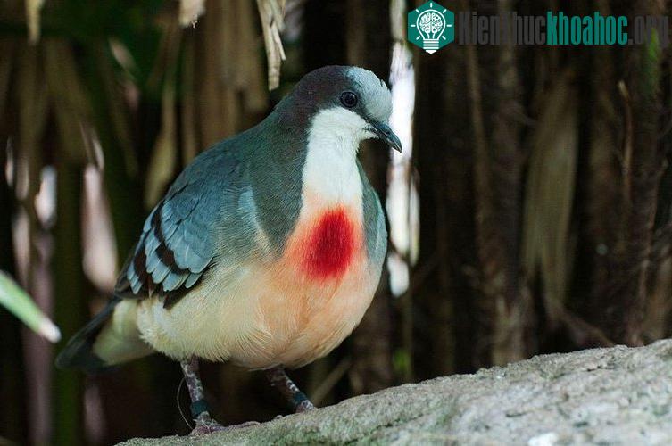 Loài chim bồ câu kỳ lạ với “trái tim rỉ máu” ở ngực