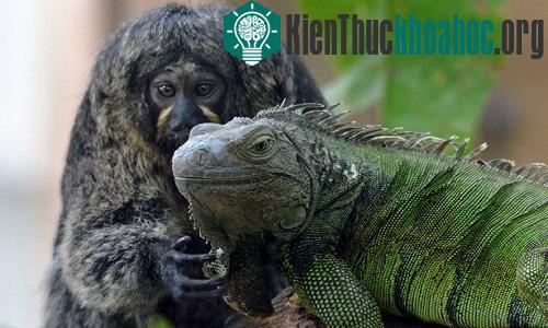 Khỉ đuôi sóc mát xa cho kỳ nhông