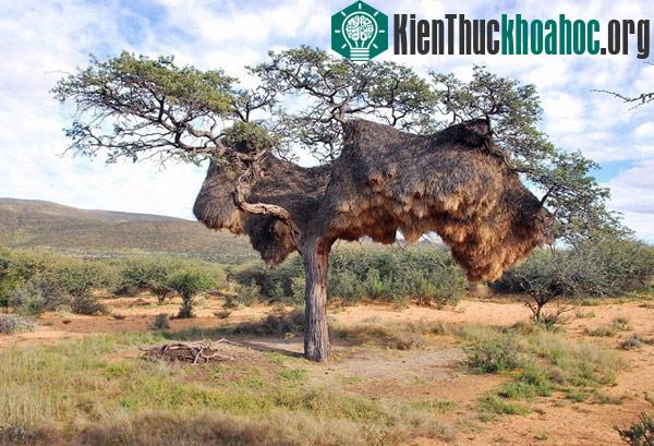 Kinh ngạc với những tổ chim kỳ lạ trên thế giới