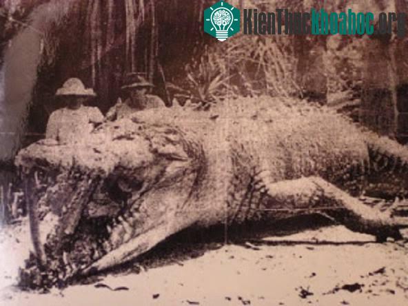 Hình ảnh về con cá sấu lớn nhất mà con người từng chạm trán năm 1957.