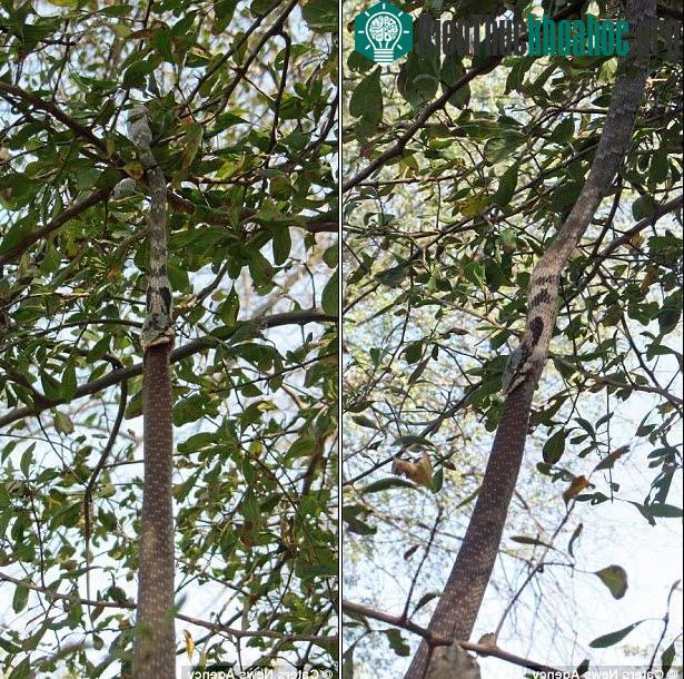 Rắn lục cố nuốt chửng đồng loại nhưng bất thành