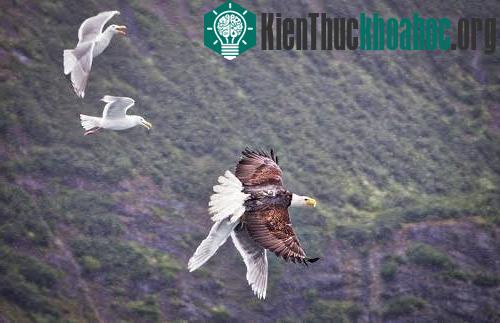 Mòng biển từ bỏ khi nỗ lực cứu bạn không thành công. (Ảnh: David Canales)