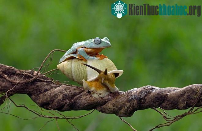 Ếch lười biếng, đi nhờ ốc sên