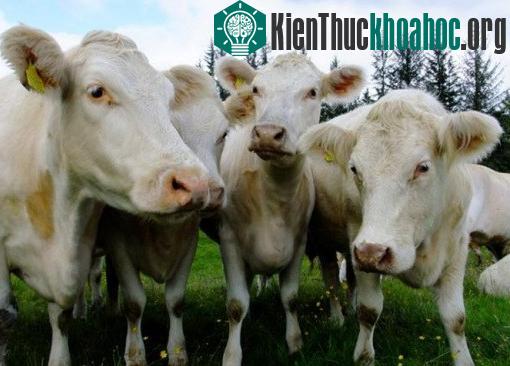 Những giống bò hiếm vừa quái, vừa lạ
