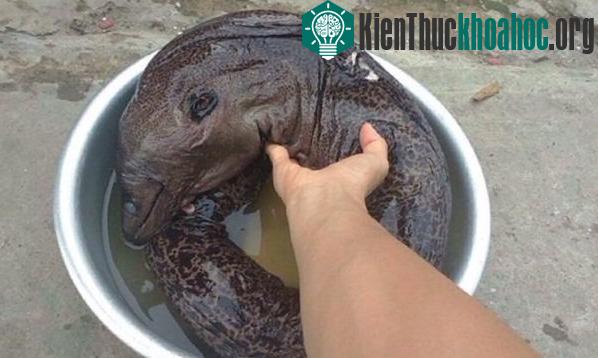 Đến nay, cộng động mạng vẫn chưa khẳng định được tên của loài cá này. (Ảnh: Beat.vn)