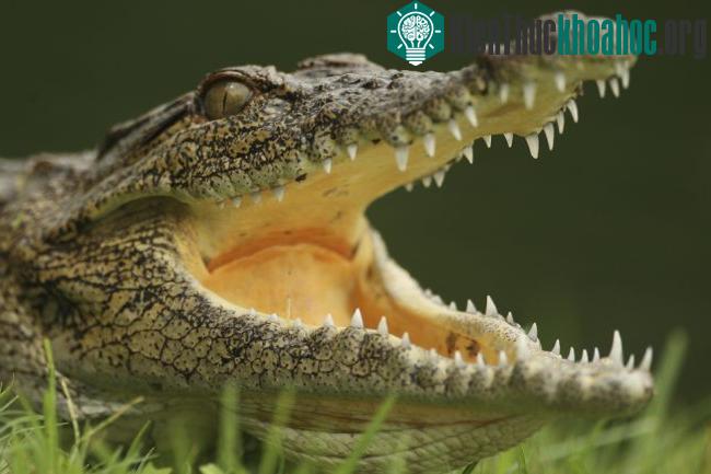 Điểm danh 12 loài động vật có cú đớp uy lực nhất thế giới tự nhiên- ảnh 2