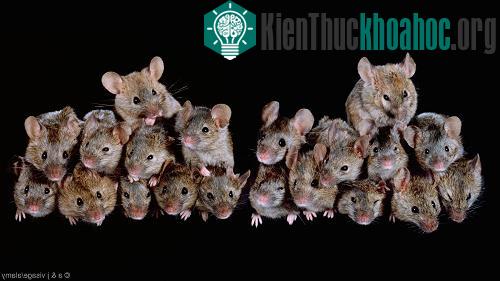 Chuột là loài có tốc độ sinh sôi rất nhanh. (Ảnh: A&J Visage/Alamy)
