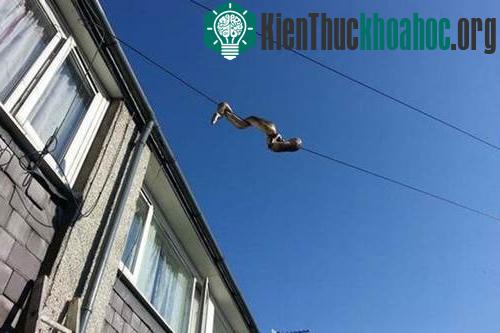 Con trăn khổng lồ từ từ trườn qua đường dây điện sang nhà khác