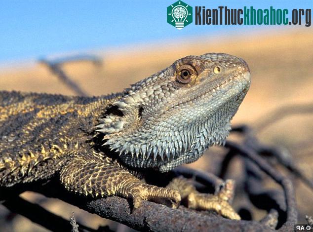 Nhiệt độ Trái Đất tăng cao làm cho loài thằn lằn thay đổi giới tính