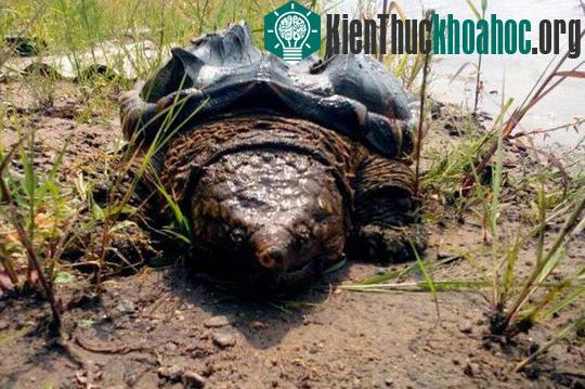 Xuất hiện rùa "khủng long" bí ẩn tại Nga