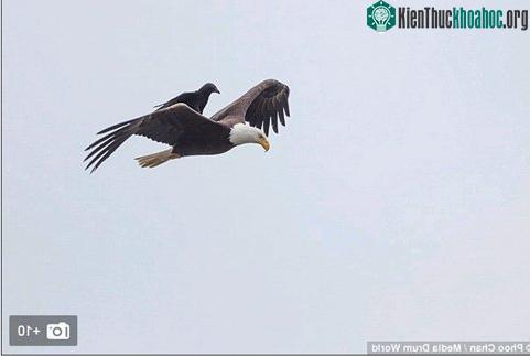 Những bức ảnh ghi lại câu chuyện lạ ‘quạ cưỡi đại bàng’ thu hút sự chú ý của nhiều người