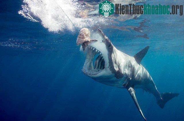 8 loài động vật không ăn mà vẫn sống khỏe