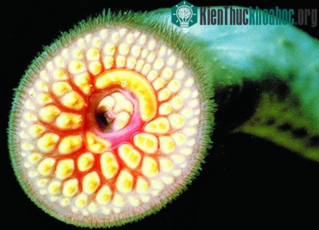 Loài 'cá ma cà rồng' có đến 4 trái tim