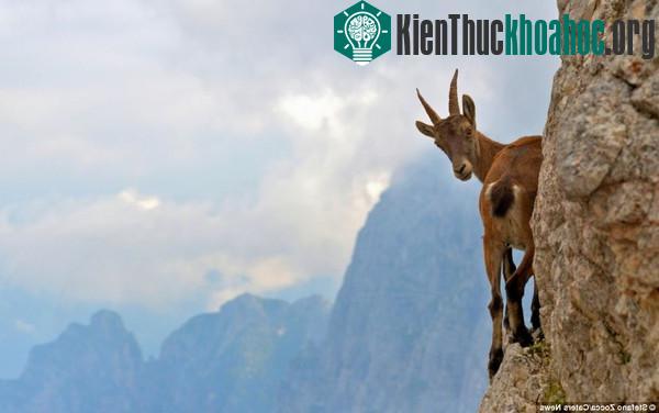 Bất ngờ trước khả năng leo núi của loài dê