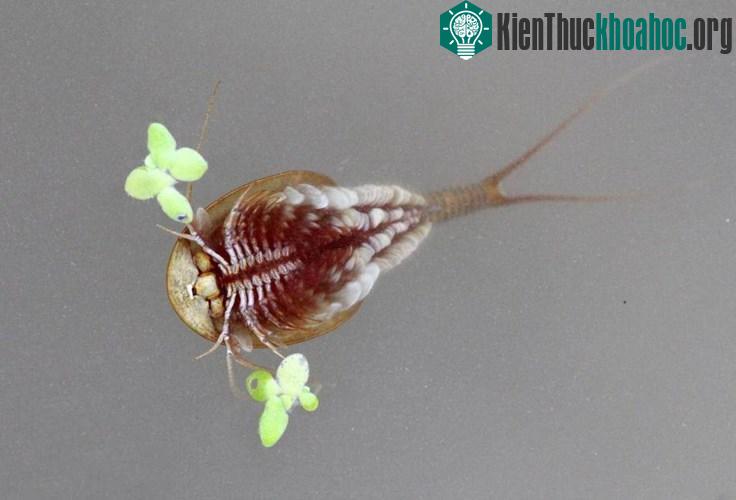 2 loài động vật thời cổ đại hiếm thấy vừa tái xuất
