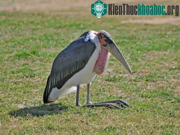 Tuyệt chiêu chống nóng chỉ có ở động vật