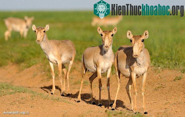 Bí ẩn khiến 85.000 cá thể linh dương Saiga chết hàng loạt