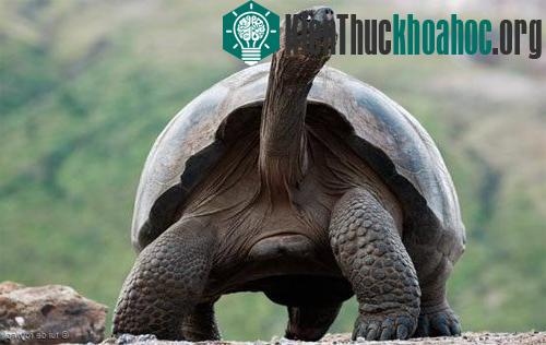 Một con rùa khổng lồ có thể thông minh khác thường. (Ảnh: Tui De Roy/NPL)