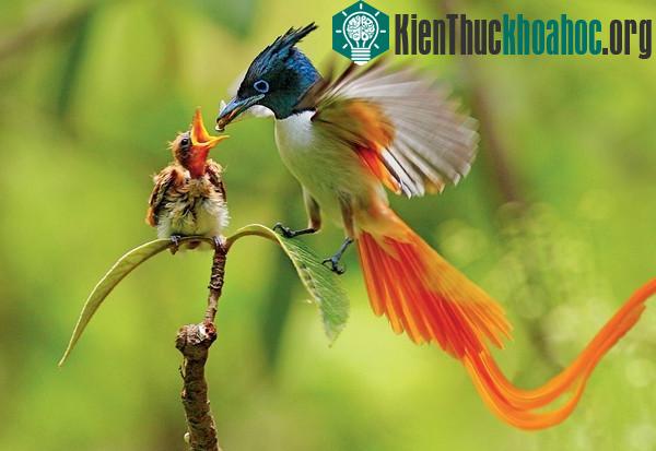 Bố mẹ đẹp thì con mới khỏe được nhỉ?