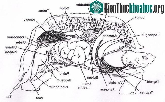 Khám phá sửng sốt về mai rùa