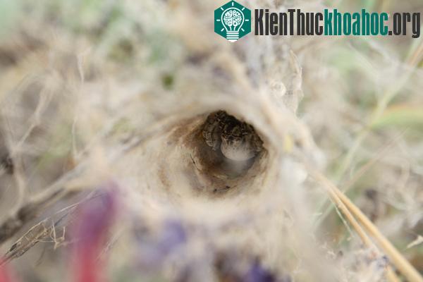 Loài nhện nôn ruột cho con ăn gây sốc